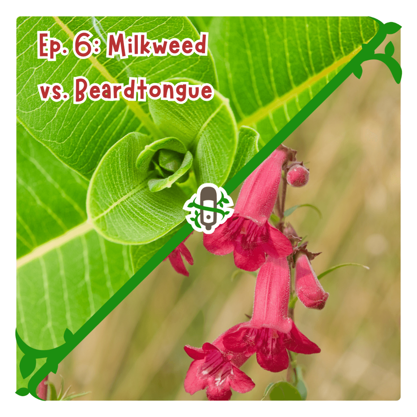 The thumbnail for Plants Always Win podcast episode 6, Milkweed vs. Beardtongue, shows two opposing triangles. One contains a plant with large, slightly fuzzy green leaves. The other shows a delicate stalk of tube-shaped red flowers.